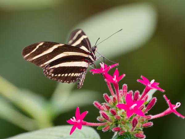 <h3><a href="/trips/costa-rica/biota/animalia/arthropoda/insecta/022 lepidoptera/033 nymphalidae heliconiinae/heliconius charithonia/heliconius charithonia-nl.html">Heliconius&nbsp;charithonia</a> / Zebra&nbsp;heliconian / </h3>OM-1 Mark II met OLYMPUS M.150-400mm F4.5, 1/320 sec  bij F4.5, ISO 10000, afstand 1.3&nbsp;m
